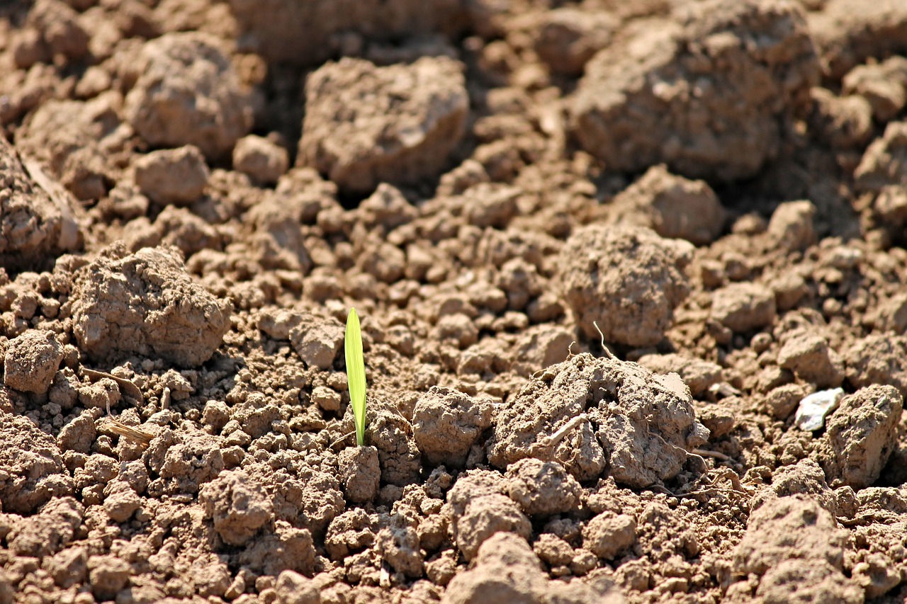 ¿Cómo hacer germinar las plantas?