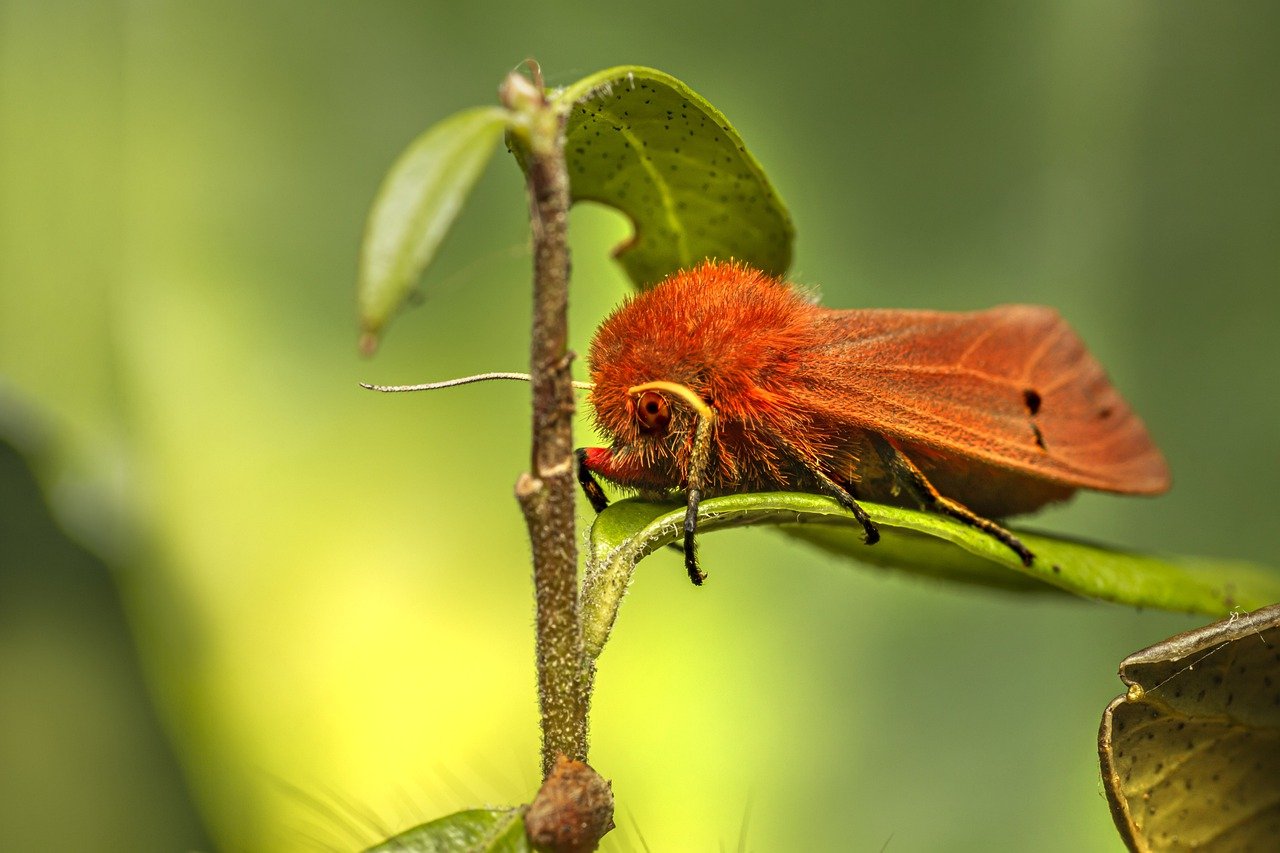 ¿Cómo se llama cuando el gusano se convierte en mariposa?