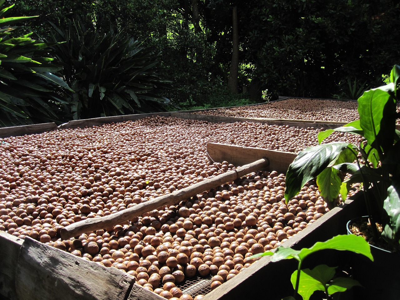 ¿Qué beneficios tiene la nuez de macadamia?