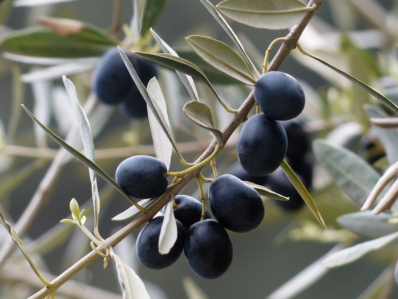 ¿Cómo aliñar aceitunas que no se pongan blandas?