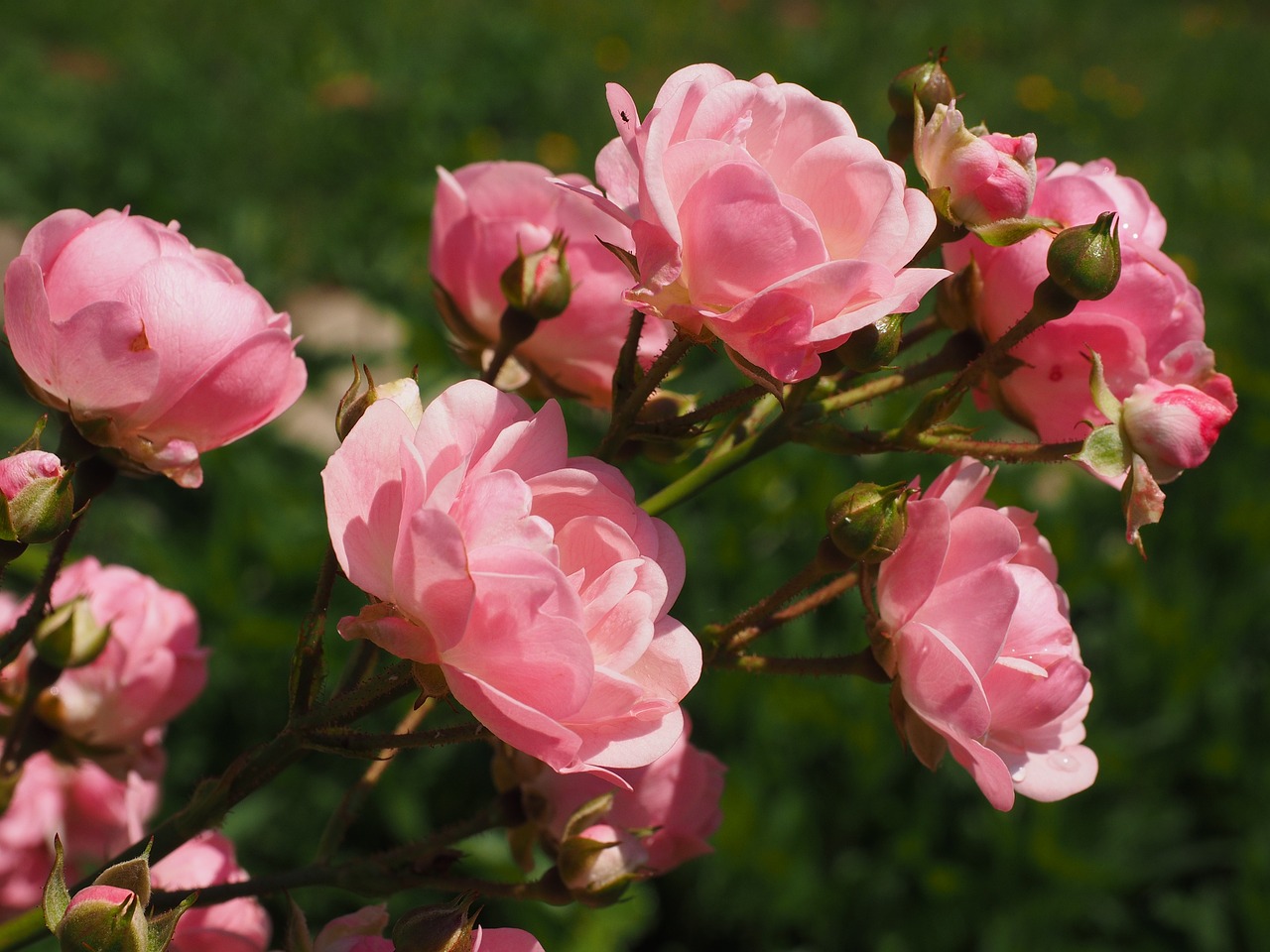 ¿Cómo cuidar un rosal de pitiminí?