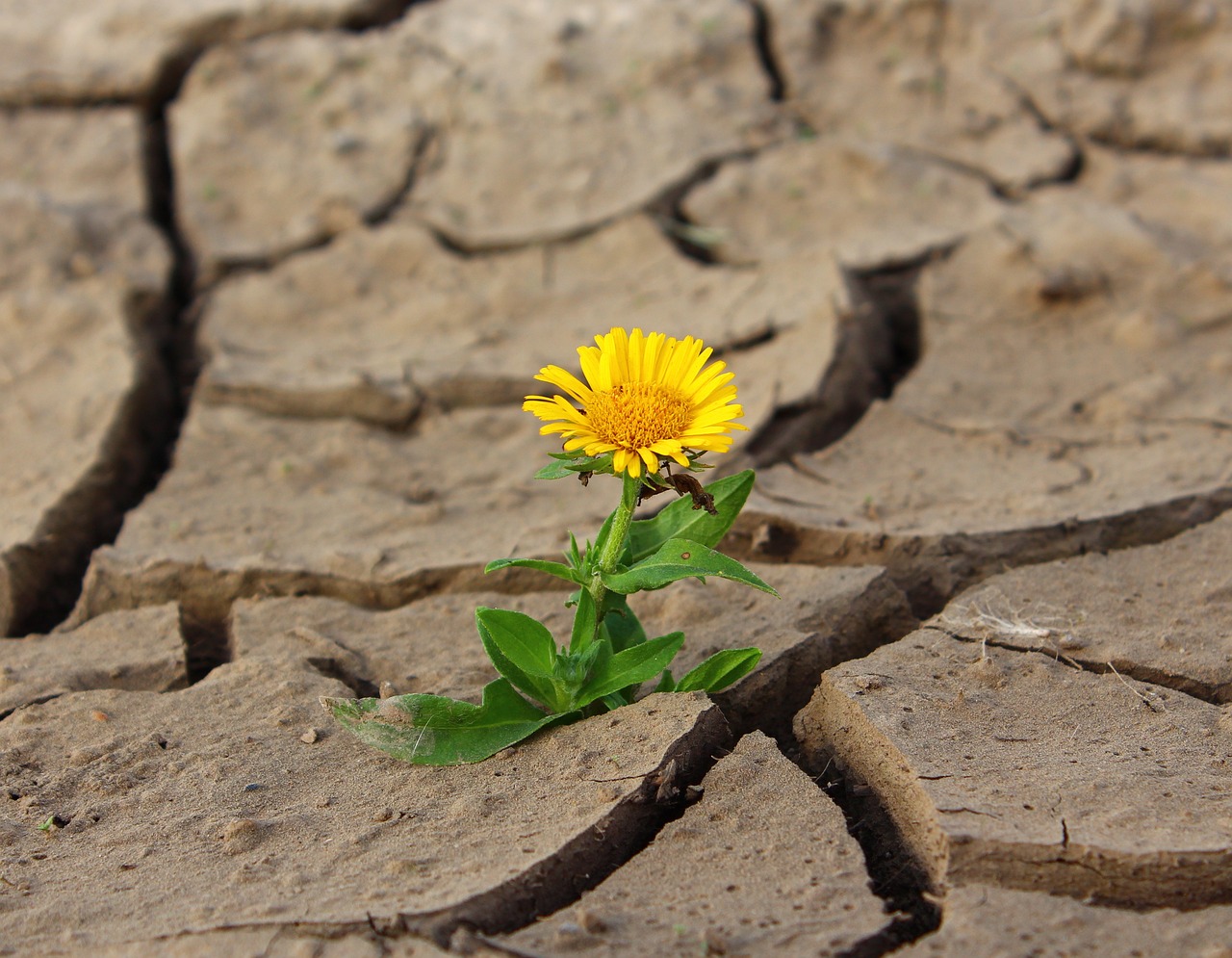 ¿Cómo hacer para que una planta se seque?