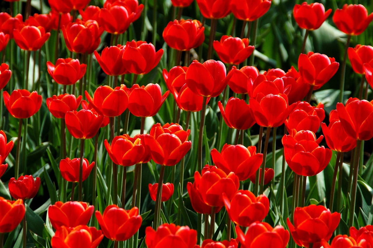 ¿Cómo se cuida una planta de tulipán?