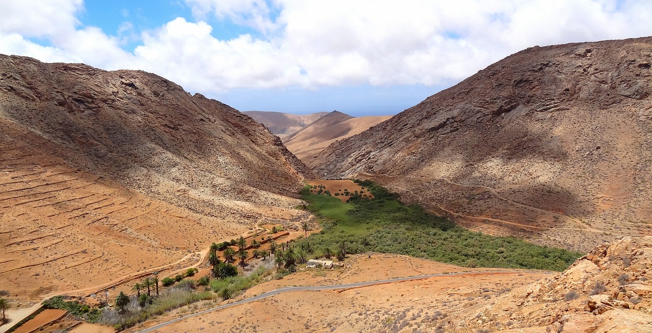 ¿Cómo se llama la palmera canaria?