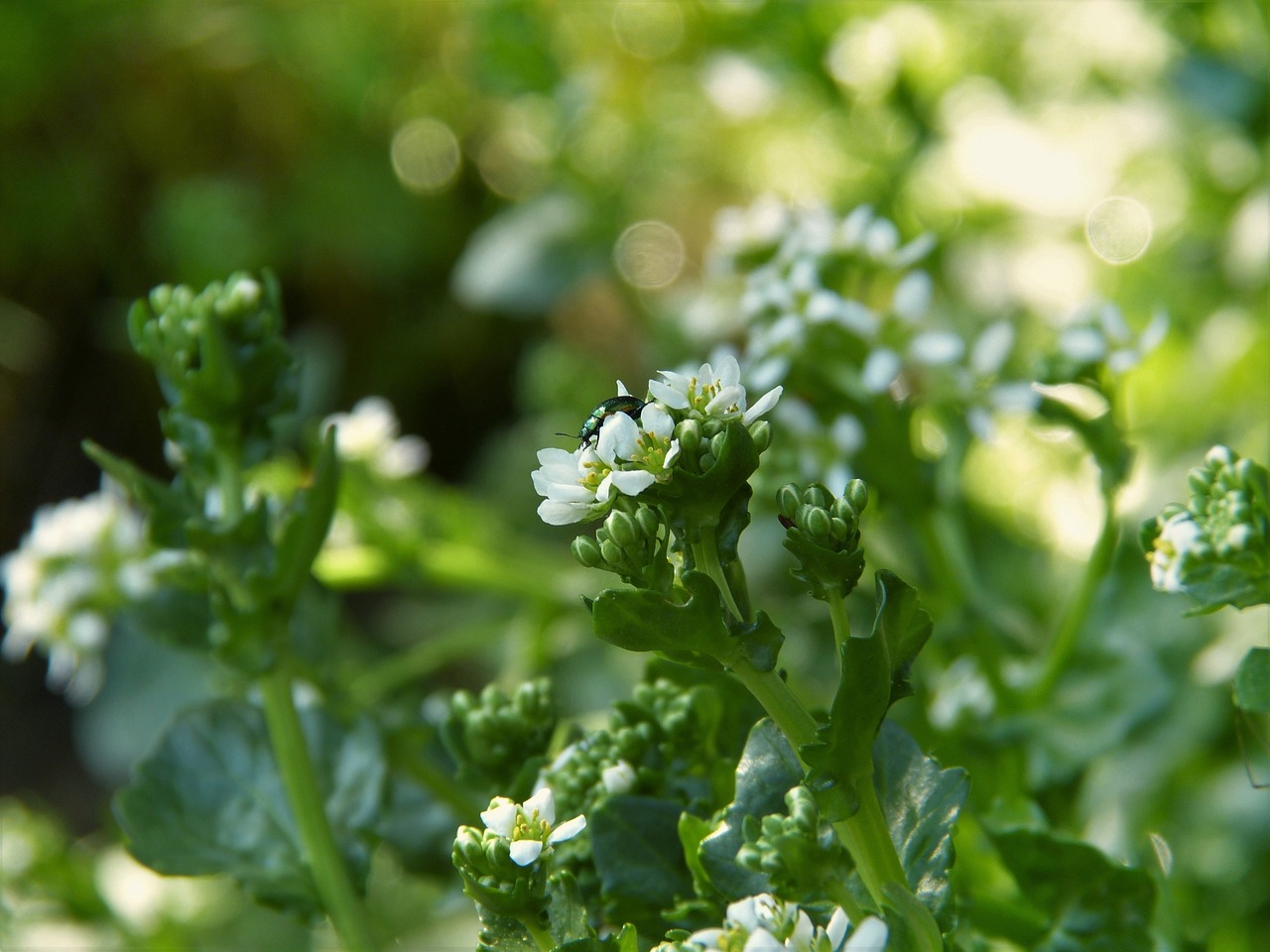 ¿Cuál es el mejor abono natural para las plantas?