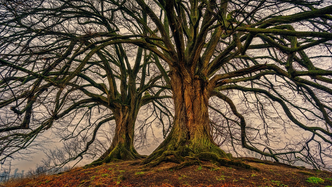 ¿Cuál es el mejor árbol para plantar en un jardín?