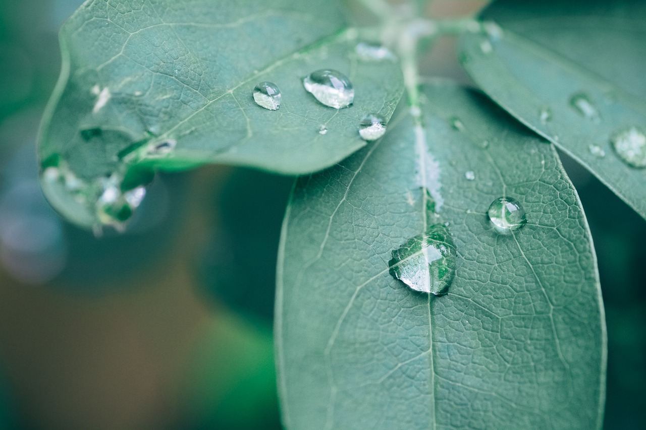 ¿Cuáles son las plantas trepadoras más comunes?