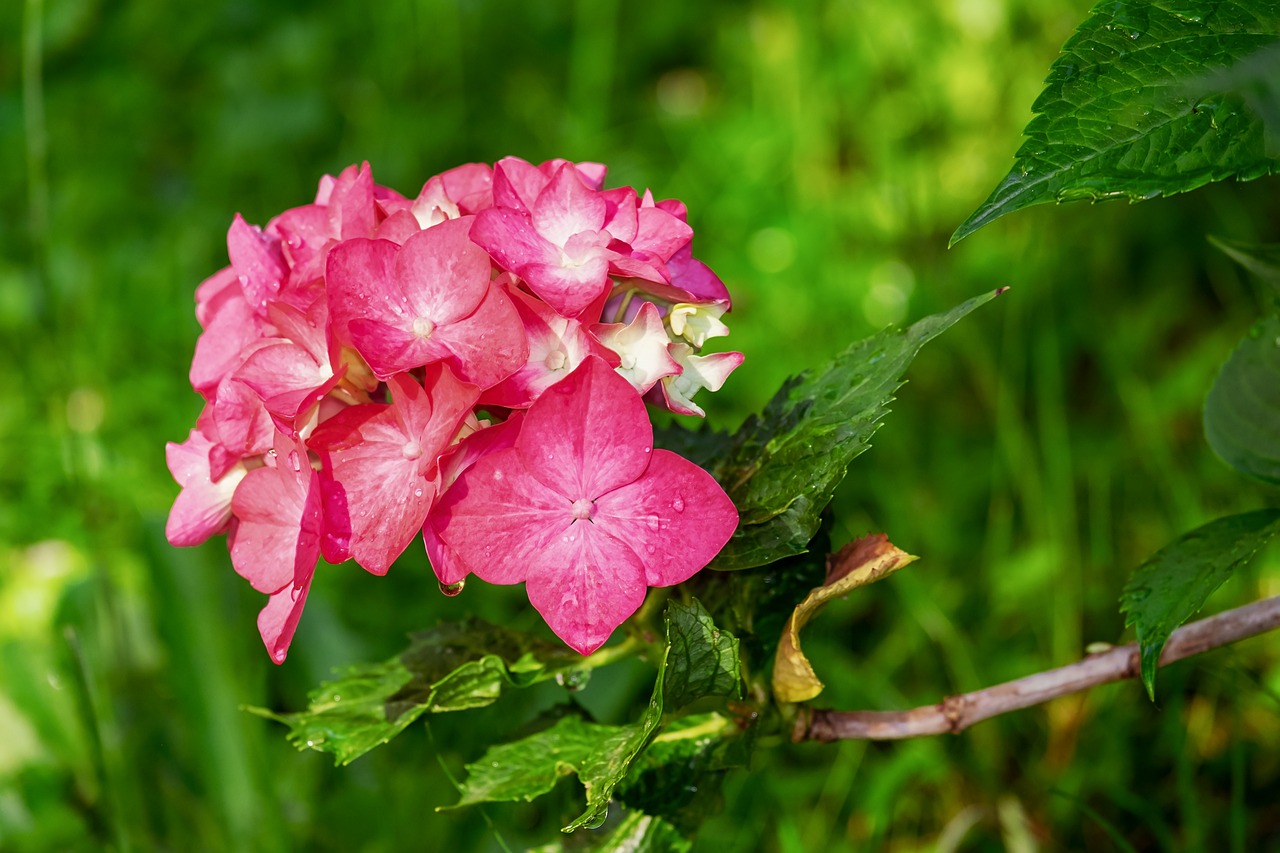 ¿Cuándo es la mejor época para plantar hortensias?