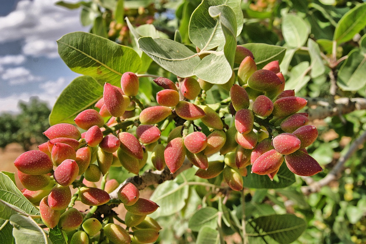¿Cuánto tarda en crecer un árbol de pistacho?