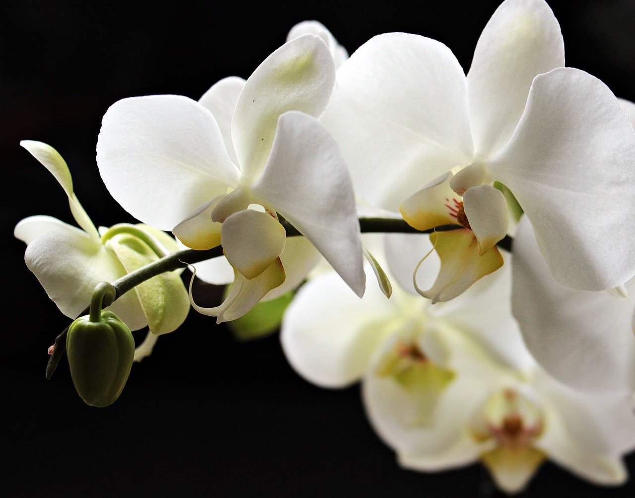 ¿Qué especies hay de orquídeas?