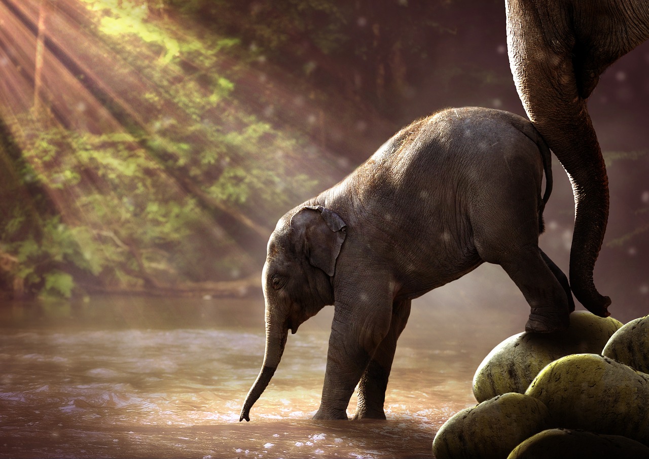 ¿Qué significa tener una planta de pata de elefante?