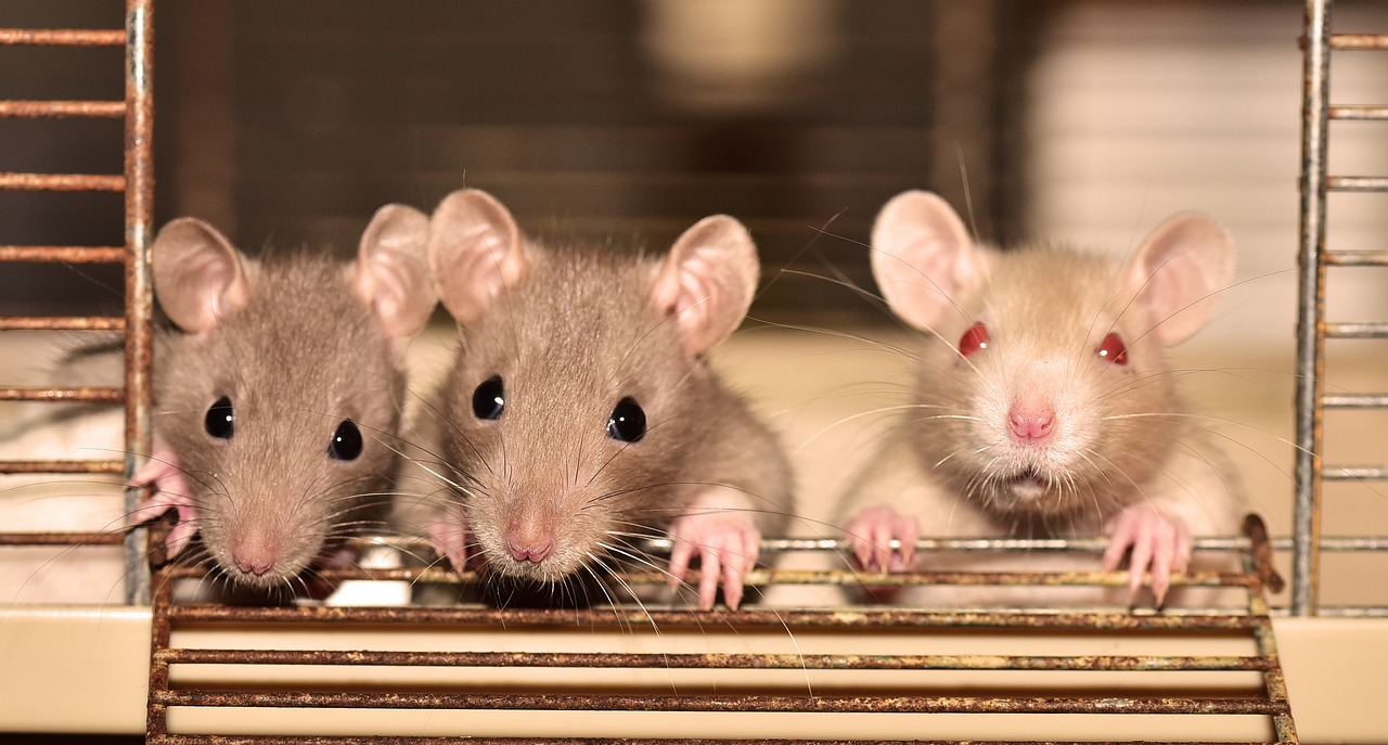 ¿Cómo hacer para que las ratas se vayan?