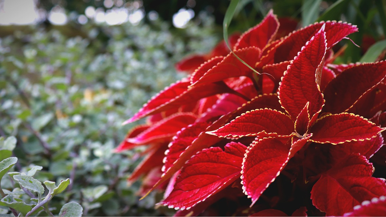 ¿Cómo se cuida el cactus de Navidad?