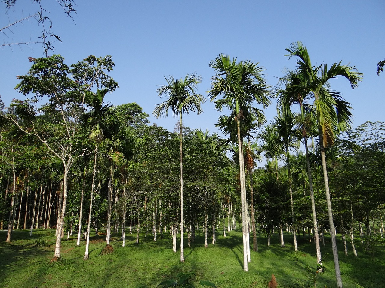¿Cómo se cuida la palma areca?