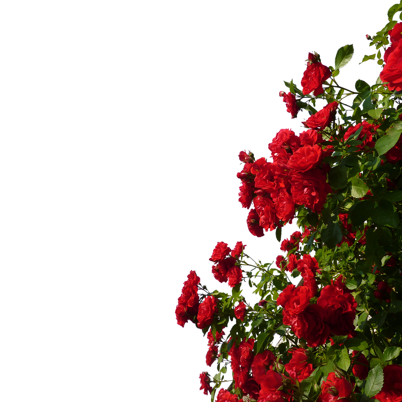 ¿Cómo se debe de cuidar un rosal?