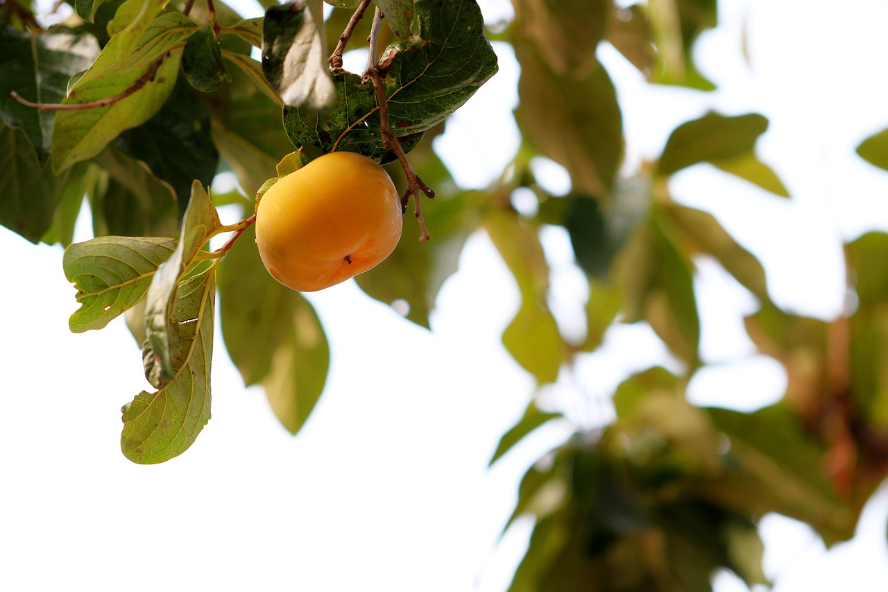 ¿Cómo se llama el árbol de caqui?