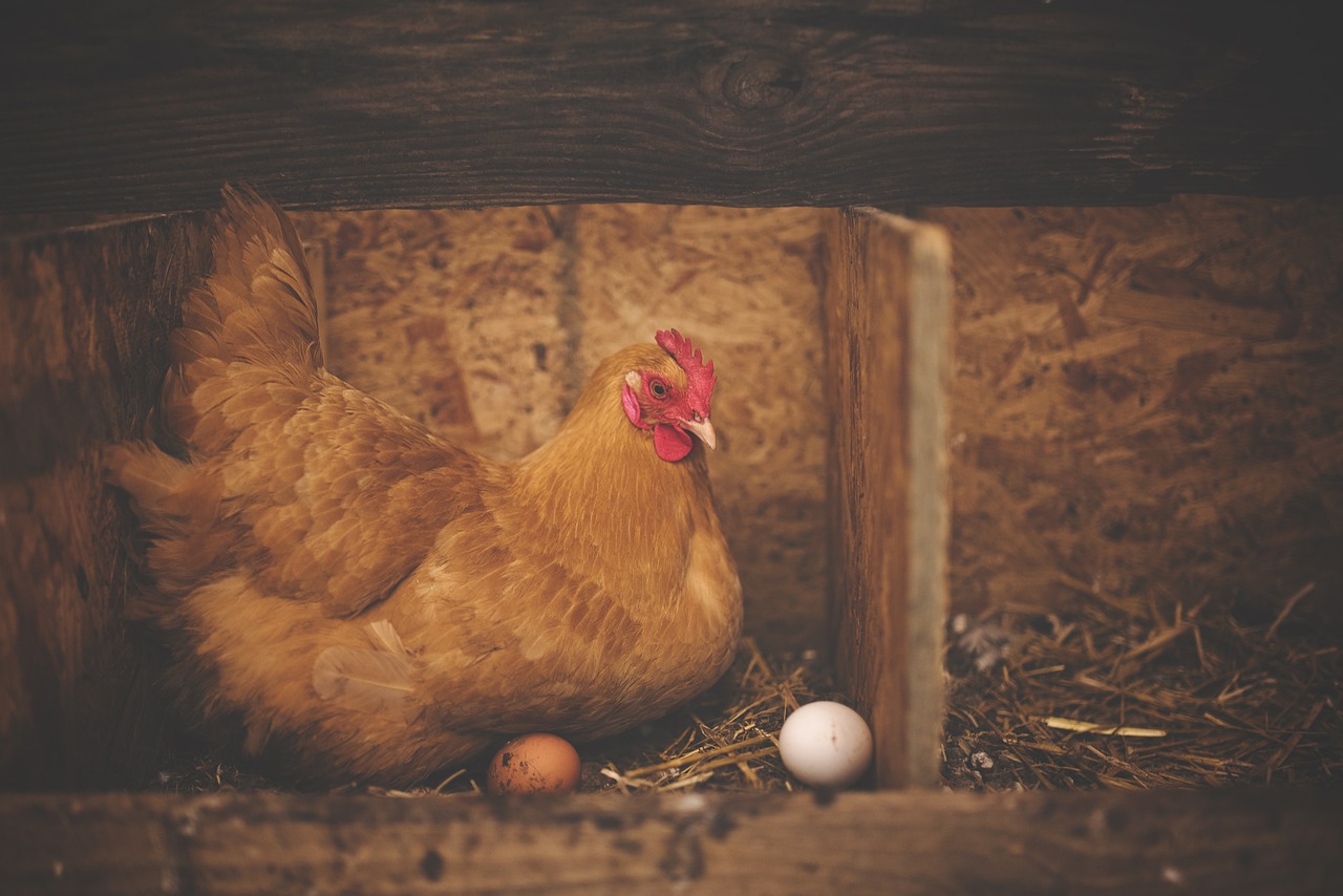 ¿Cómo se llama el nido de los pájaros?