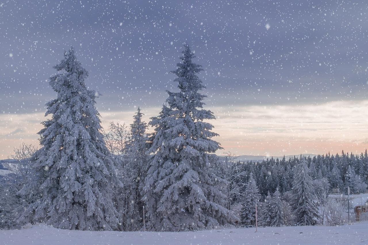 ¿Cómo se llaman los árboles de invierno?