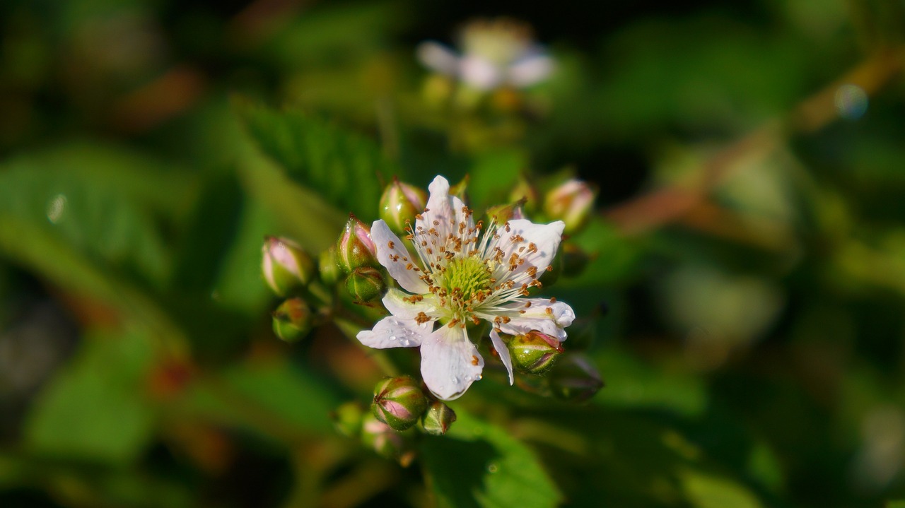 ¿Cuál es la diferencia entre zarzamoras y moras?