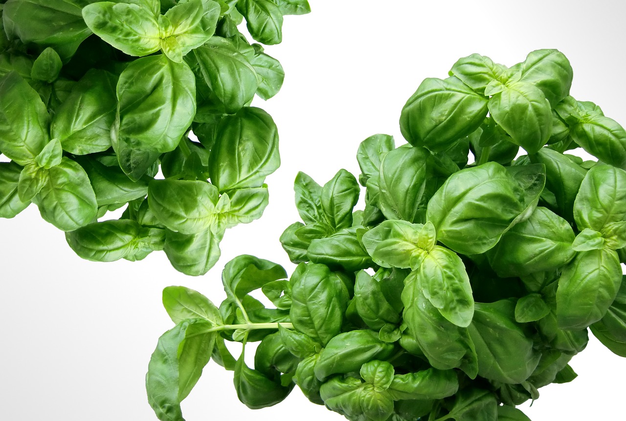 ¿Cuáles son las plantas aromáticas?