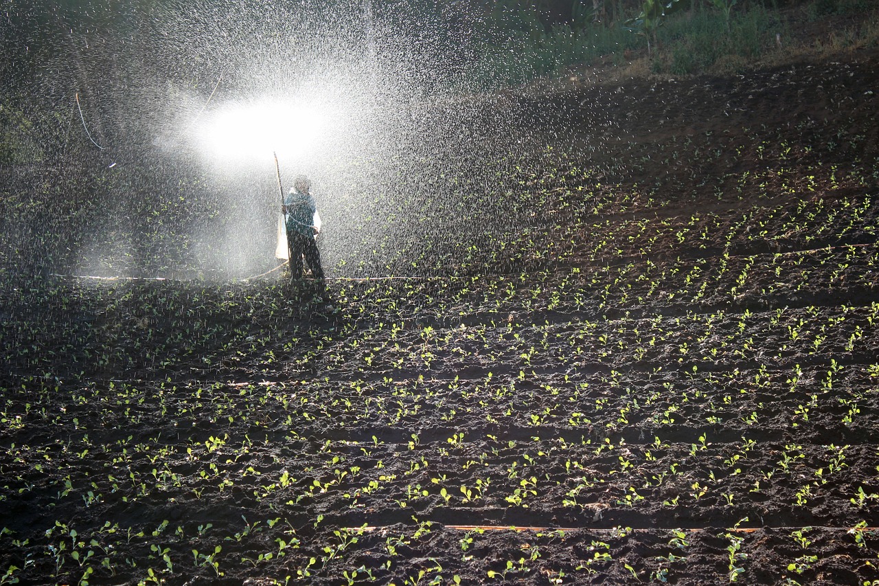 ¿Cuándo se pone el fertilizante a las plantas?