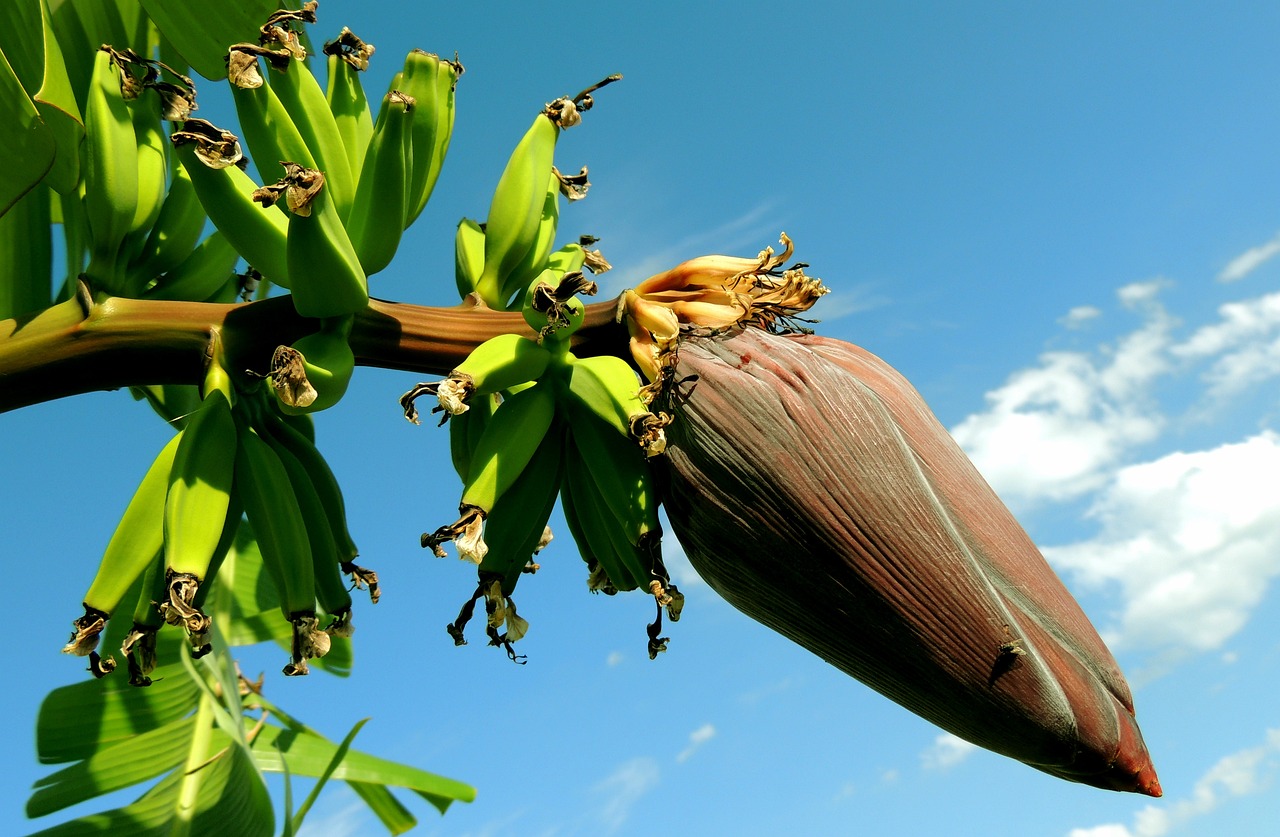 ¿Cuánto tiempo tarda una planta de plátano en dar frutos?