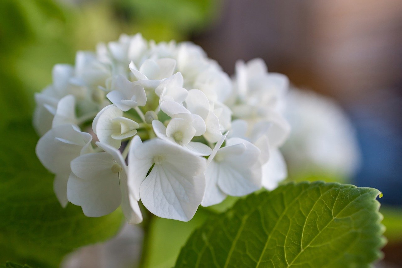¿Dónde poner las hortensias?