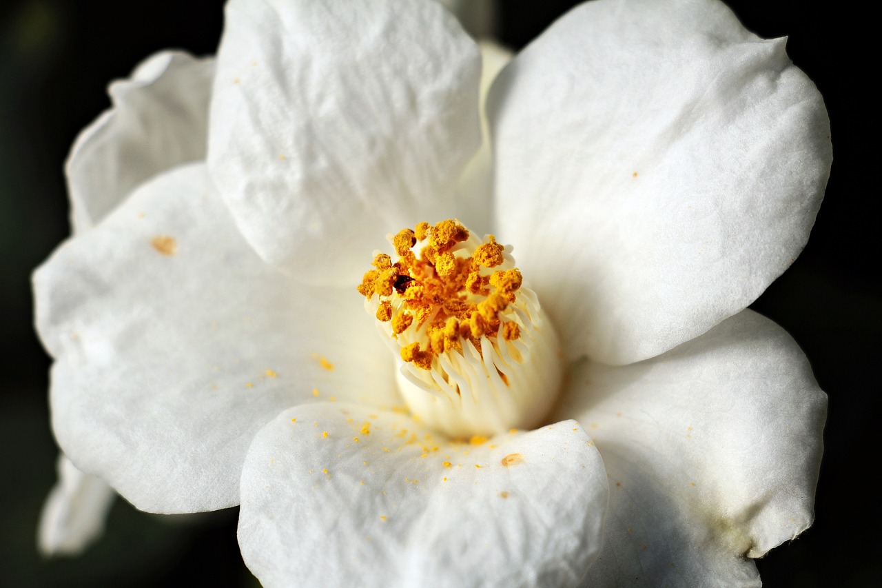 ¿Qué cuidados necesitan las camelias?