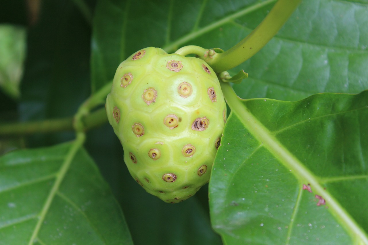 ¿Qué es el noni y para qué sirve?