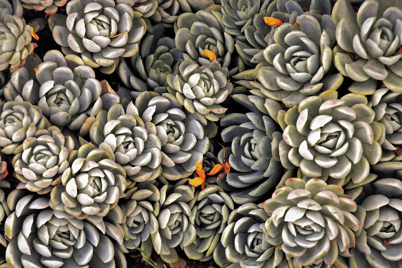 ¿Qué hortalizas se pueden plantar en invernadero?