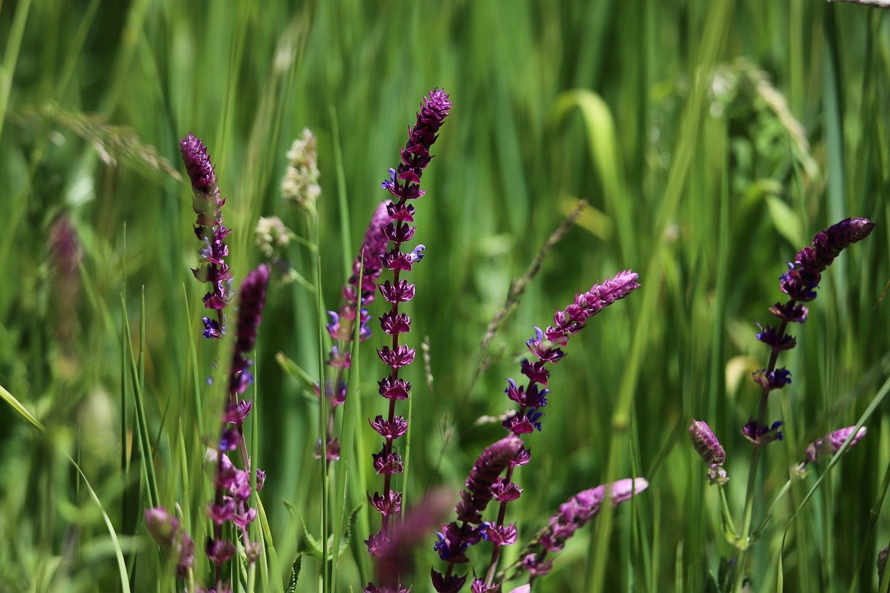 ¿Qué pasa si florece la salvia?