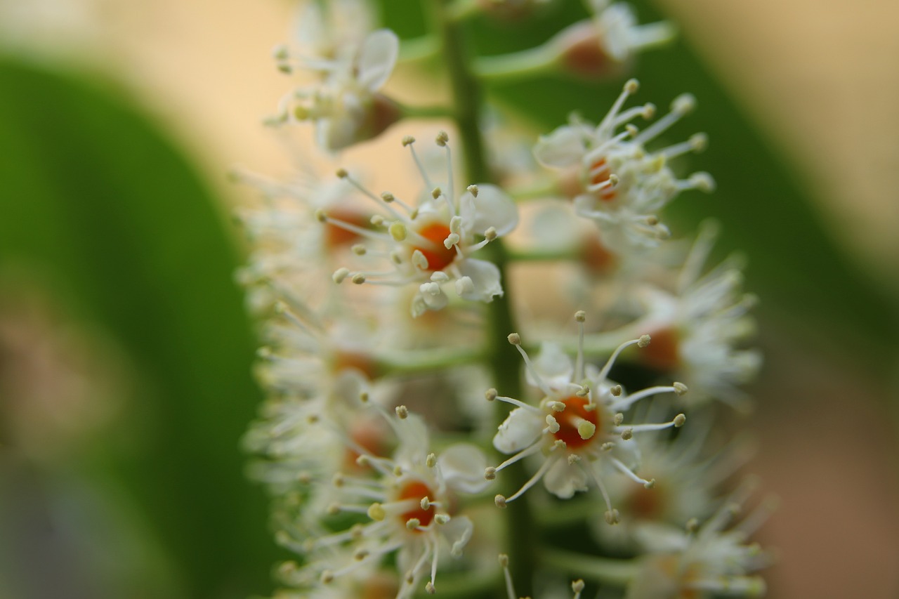 ¿Qué significado tiene la flor de laurel?