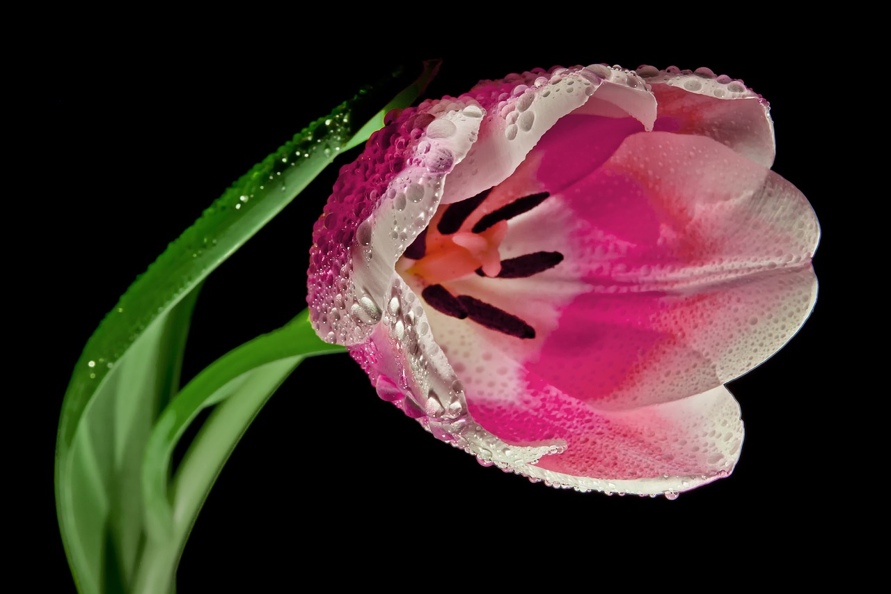 ¿Qué significado tiene la flor de tulipán?