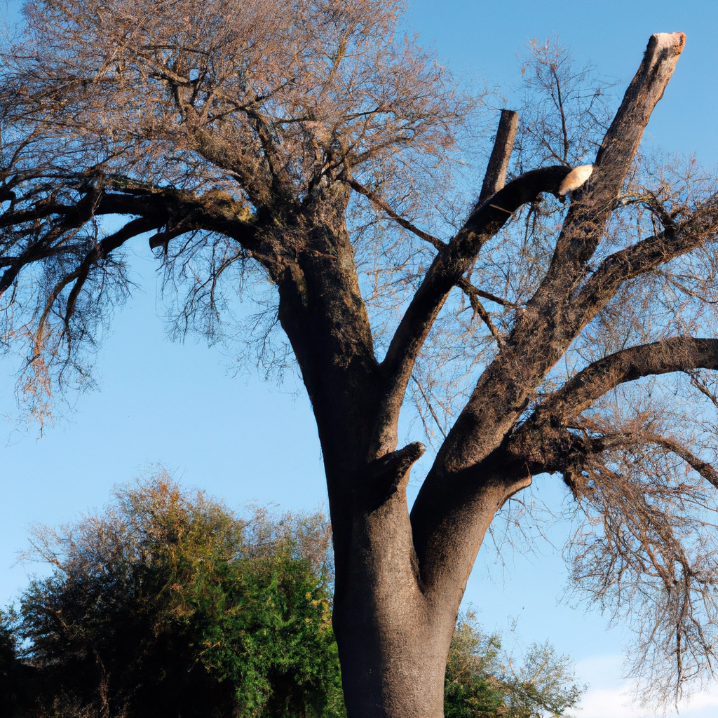 ¿Cómo hacer que un árbol se seque rápido?