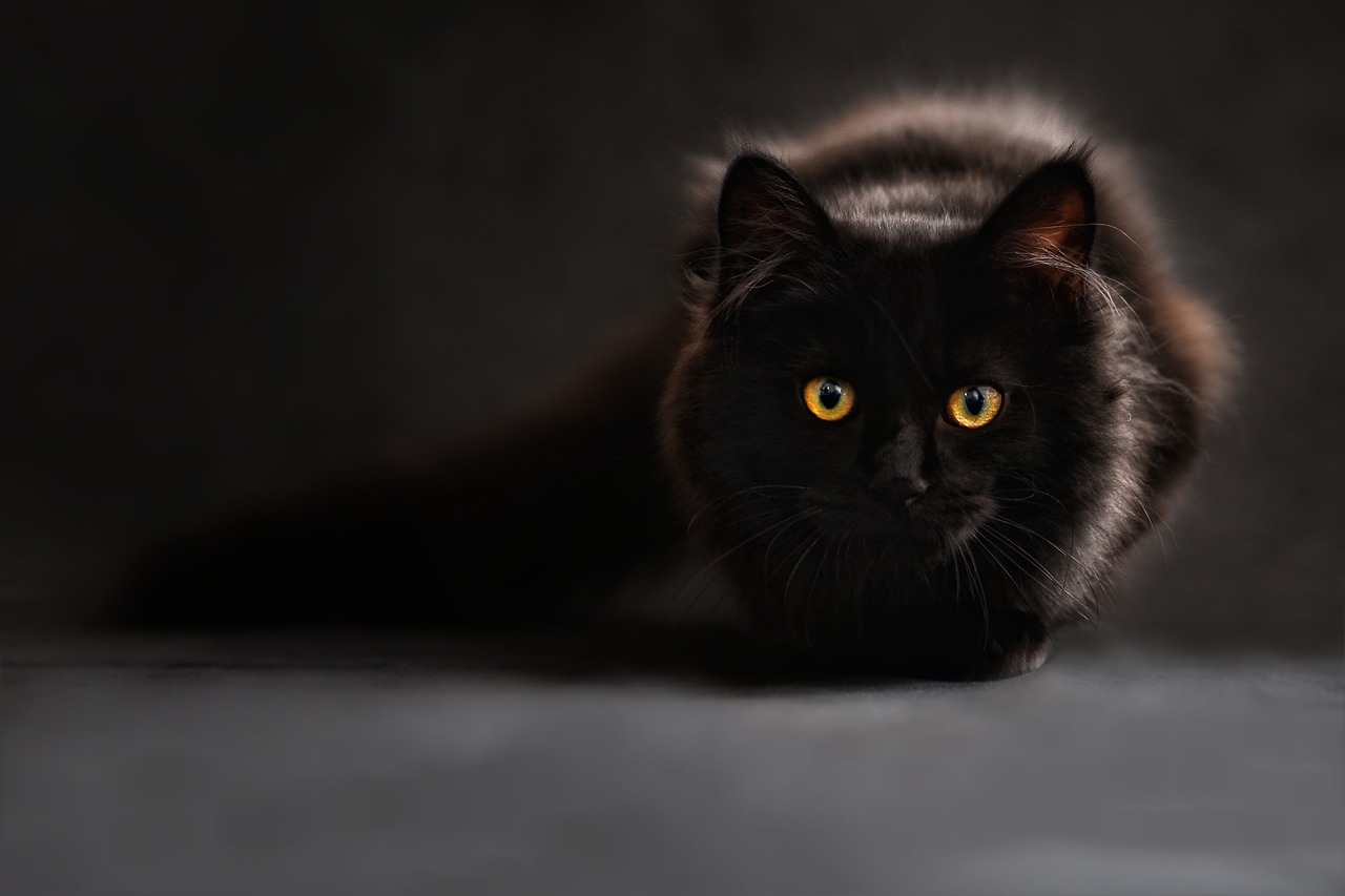 ¿Cómo se corrige a un gato?