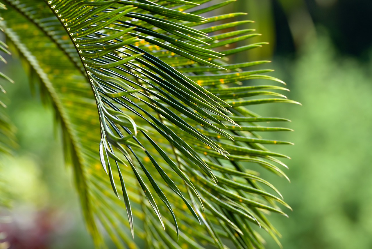 ¿Cómo se cuida la planta cica?