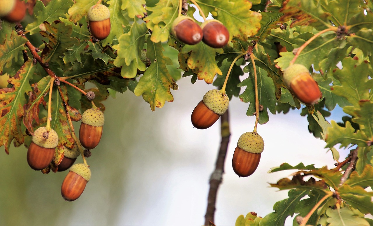 ¿Cómo se llama el árbol que da la bellota?