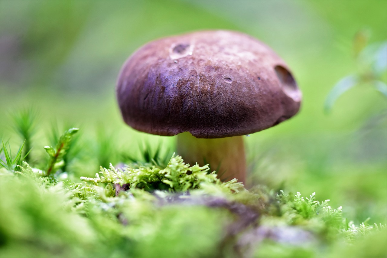 ¿Cómo se llama el hongo blanco comestible?