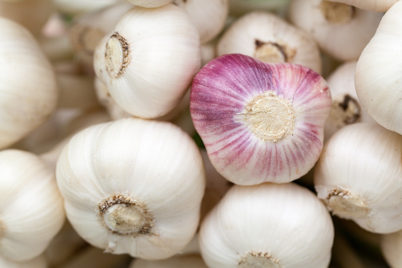 ¿Cómo se plantan los bulbos de tulipanes?