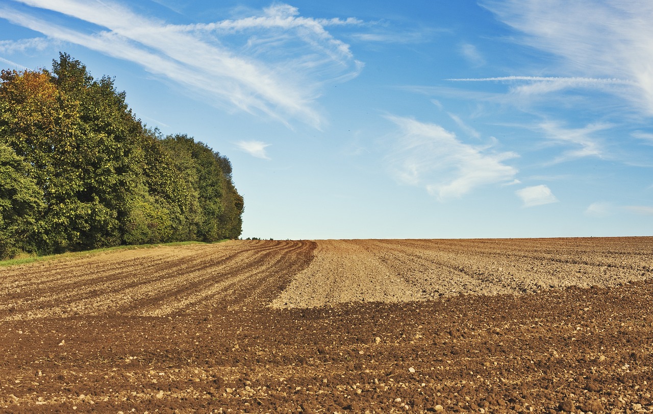 ¿Cómo se prepara la tierra para la lechuga?