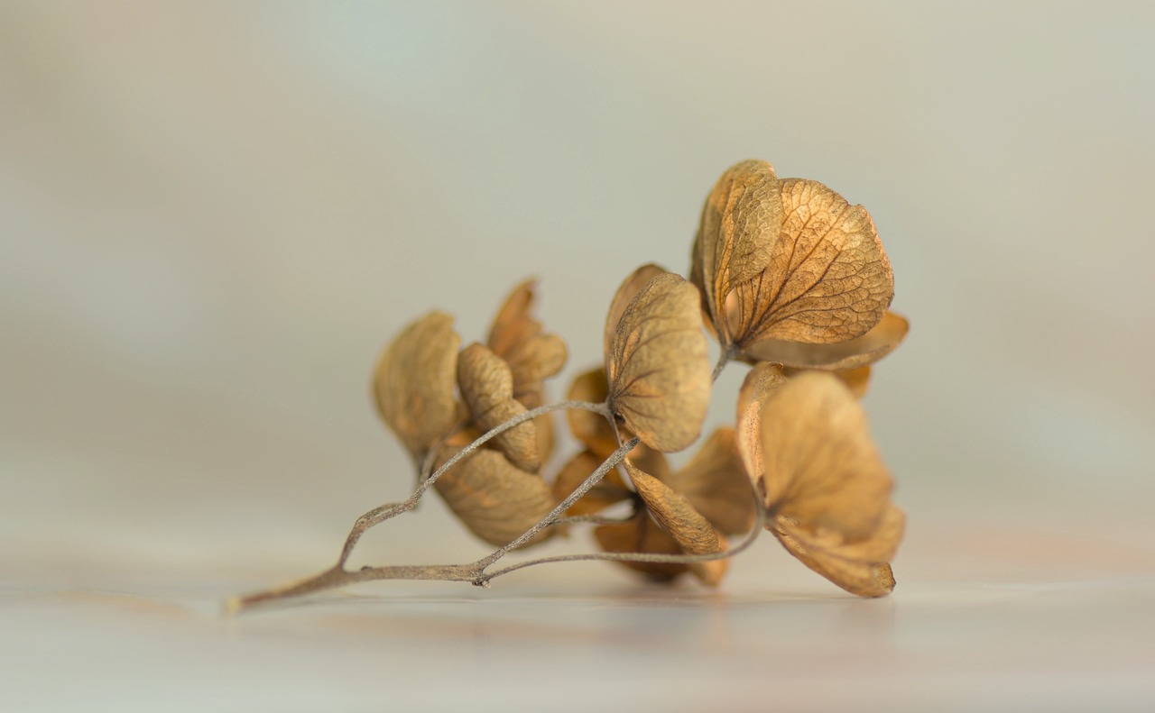 ¿Cómo se secan las rosas naturales?