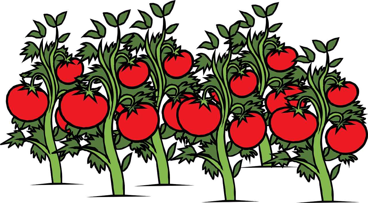 ¿Cuáles son las plagas y enfermedades del tomate?