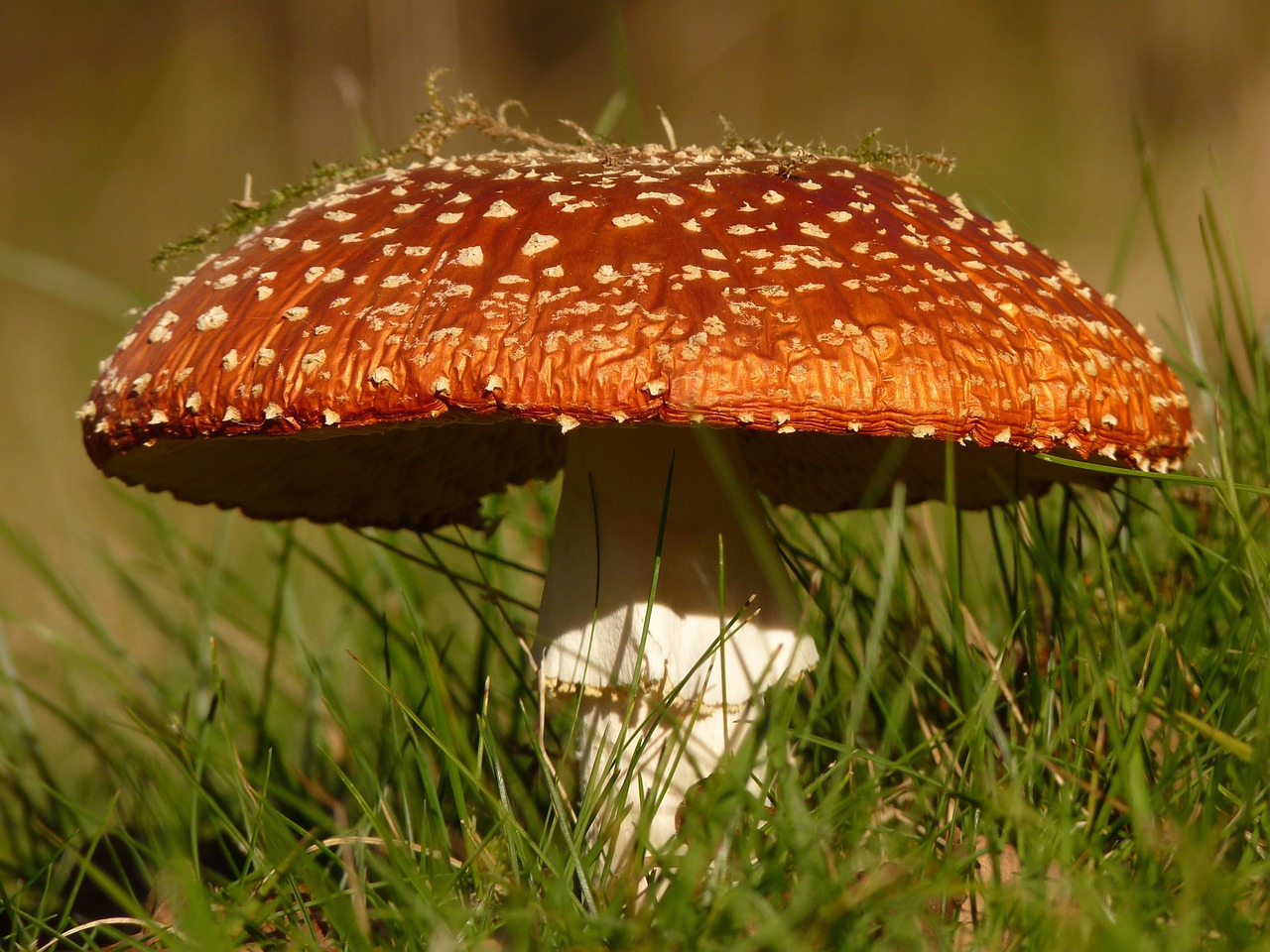 ¿Cuántas especies de setas venenosas hay en España?