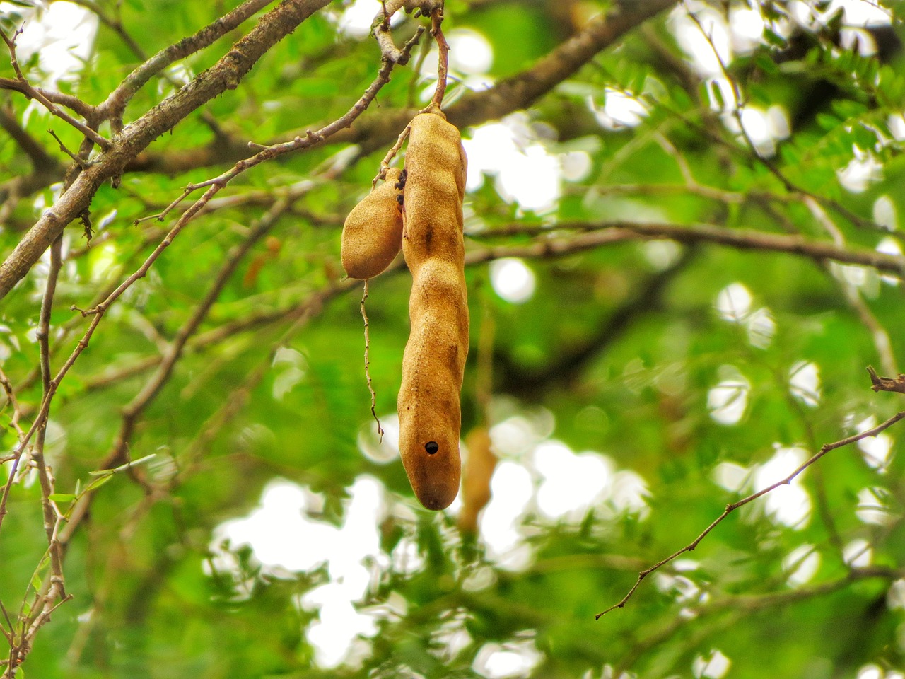 ¿Qué es el tamarindo y para qué sirve?