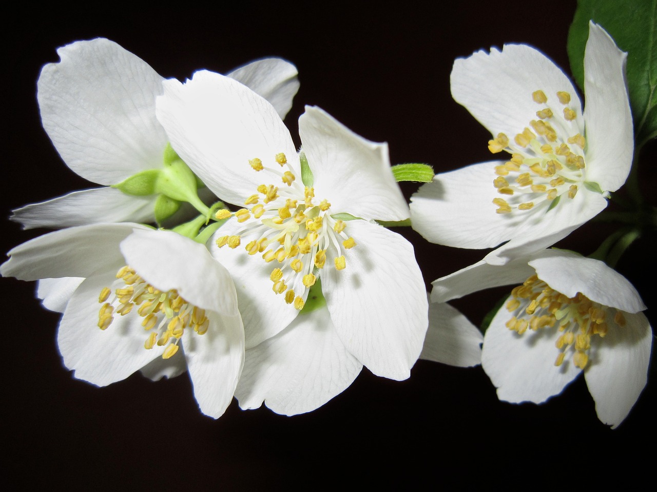¿Qué significado tiene la flor de jazmín?