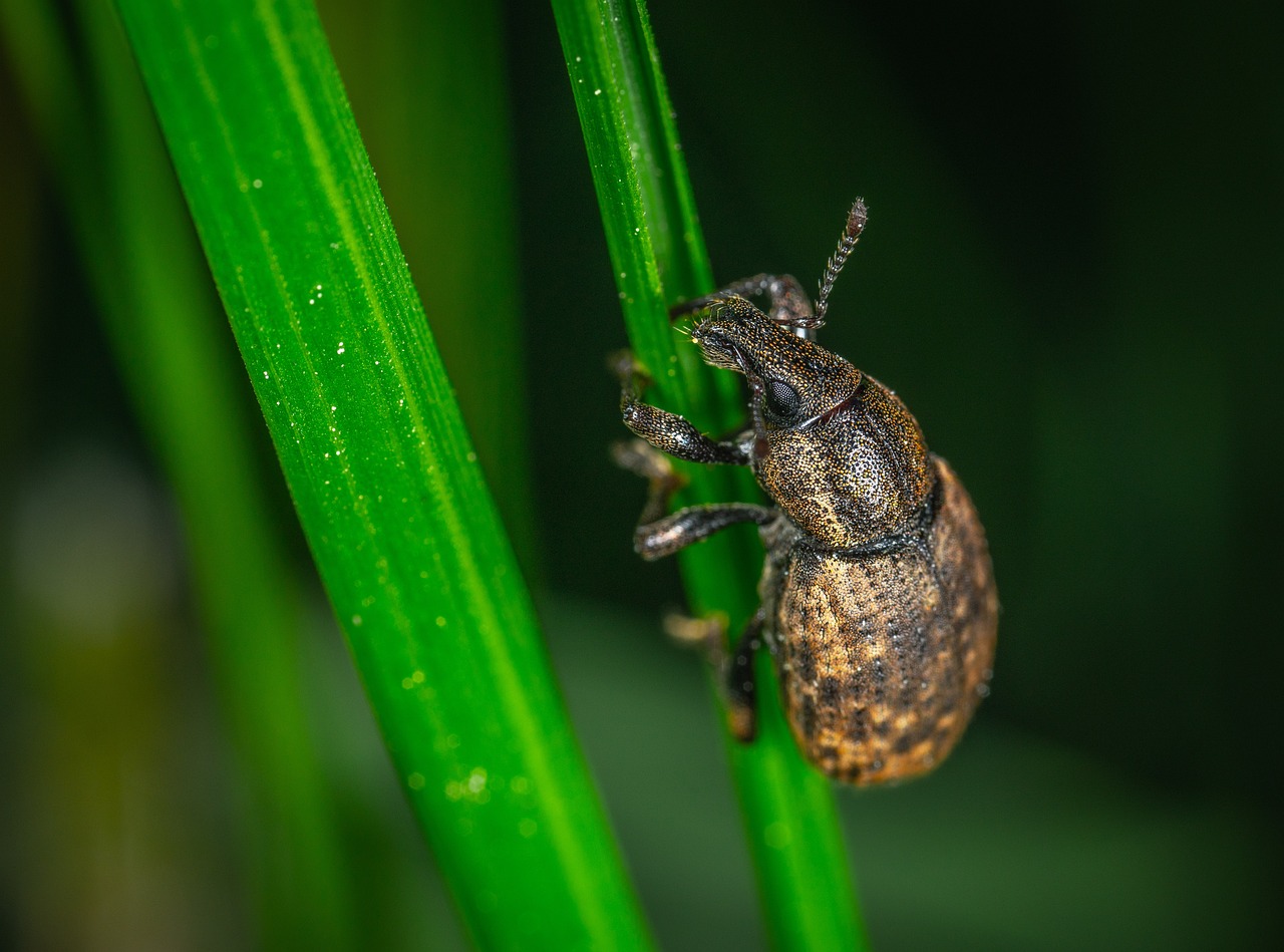 ¿Cómo es la larva del picudo?
