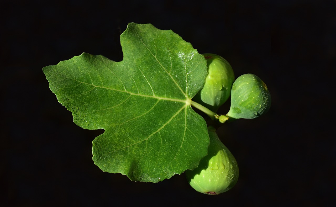 ¿Cómo es la planta de higo?
