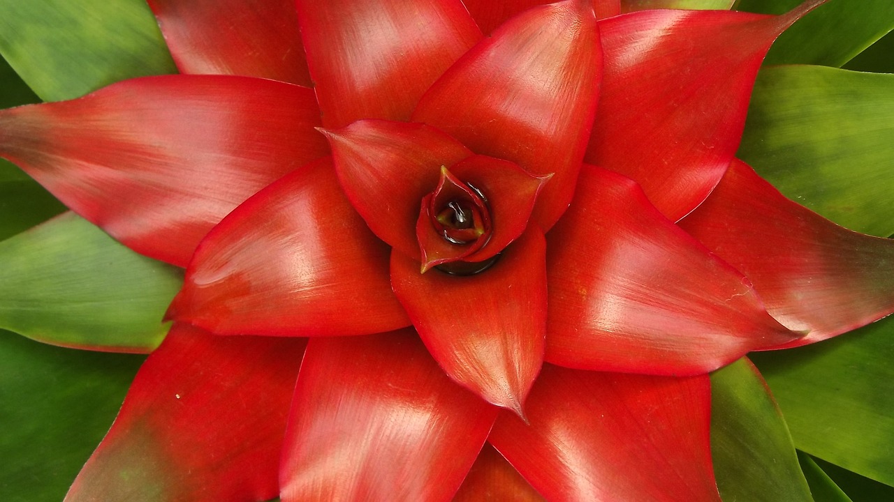 ¿Cómo se cuida la planta de guzmania?