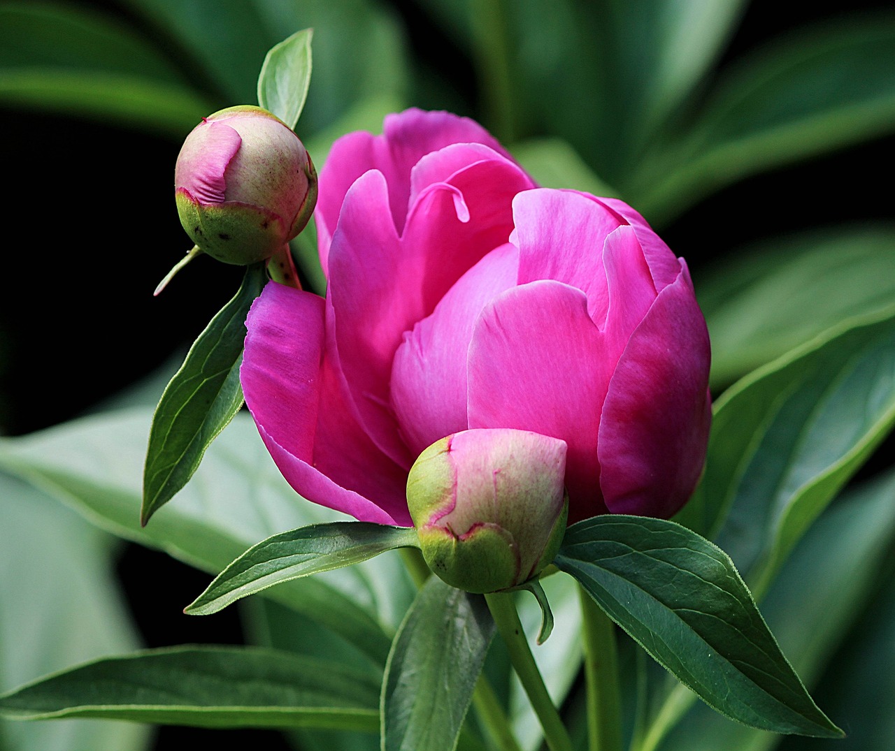 ¿Cuáles son las flores perennes?