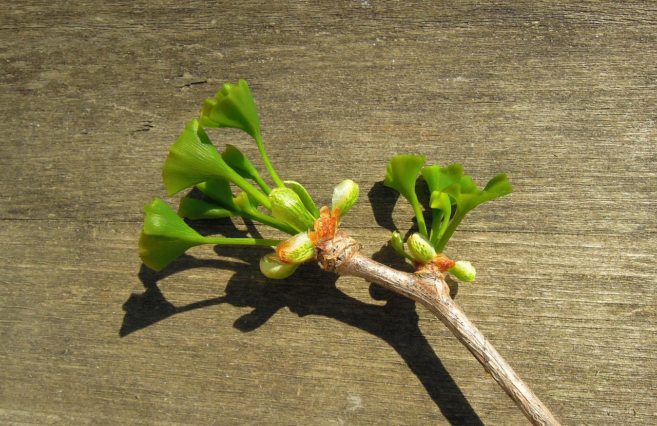 ¿Cuáles son los beneficios del Ginkgo biloba?